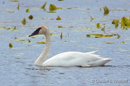 Swan On The Swale_25035.jpg - Trumpeter Swan (Cygnus buccinator) photographed along the Rideau Canal Waterway at Smiths Falls, Ontario, Canada.